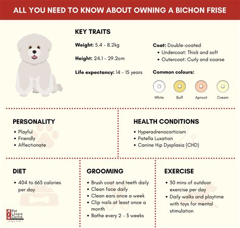 How Big Can A Bichon Frise Get And What To Expect At Full Maturity