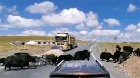 横行霸道的318国道上的牦牛们,大自然,野性,好看视频