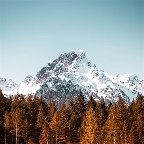 Download wallpaper 2780x2780 mountain, trees, forest, peak, snowy ...