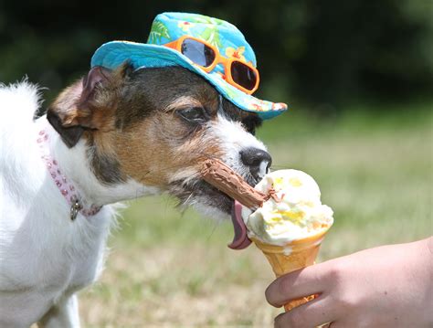 Dog Eating Ice Cream | Dog eating ice cream, Can dogs eat, Eating ice cream