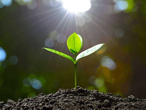 Nutrition in Plants Class 7 Notes Science Chapter 1 Free PDF