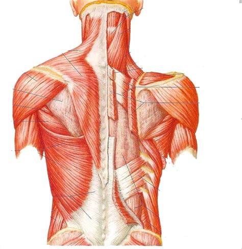 Back Muscle 的图像结果