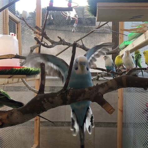 To clip or not to clip your birds wings? - Budgie World