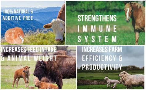 Malowal Himalayan Animal Salt Lick Pure Natural Pink Salt Block On A ...