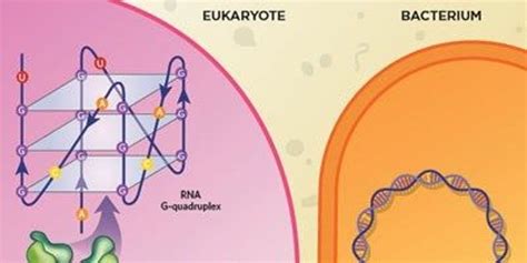 RNA Transcript Graph 的图像结果