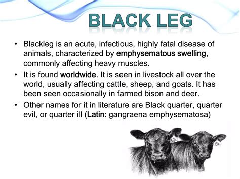 Black leg | PPTX