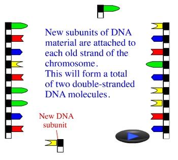 Image result for Advanced DNA Replication Animation
