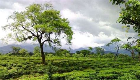 Gorumara National Park: Explore The Wilderness Near Himalayas!