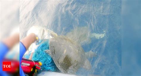 3 injured Olive Ridley turtles wash ashore in 24 hours | Mumbai News ...