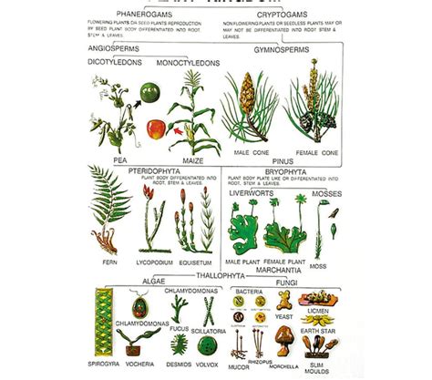 Buy Botany Series IV – High-Quality Botanical Study Models for Labs &C ...
