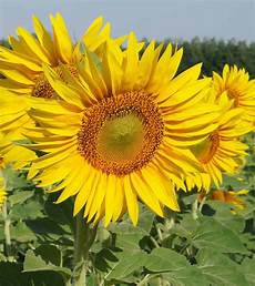Yellow Flower Picture by Top 25 Most Beautiful Yellow Flowers Yellow Flower Picture