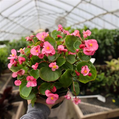 Pink Begonia - Shopic