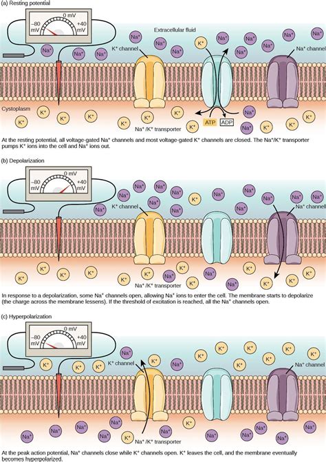 Image result for Concentration Gradient Cell Membrane