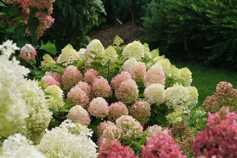 Plant of the Week: FIRE LIGHT TIDBIT® Panicle hydrangea - Plant of the Week