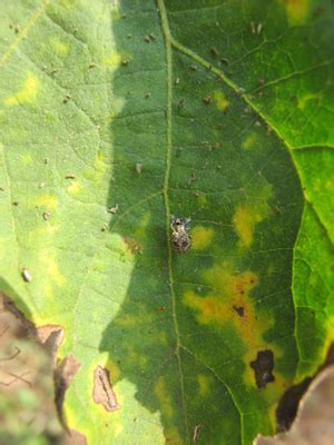 TNAU Agritech Portal :: Crop Protection