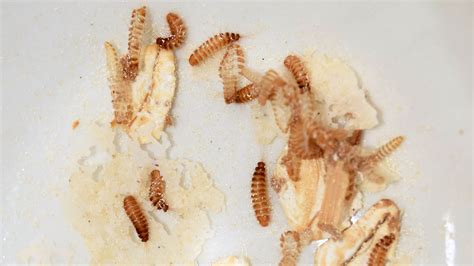 What Are Carpet Beetles? Carpet Beetle Facts & Information