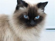 himalayan cats 5 things you didn t about the himalayan cat himalayan cats 5 things you didn t about the himalayan cat