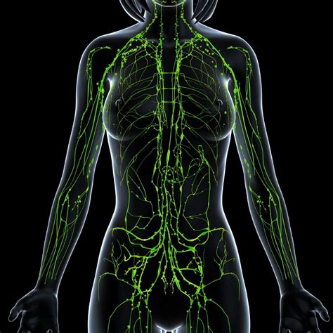 The Lymphatic System – What is it for? - Holistic Bodyworks