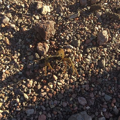 DOGTOWN LAKE CAMPGROUND (Williams) - Campground Reviews & Photos ...