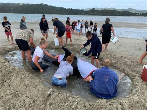 Crowds rush to save whales stranded on New Zealand beach