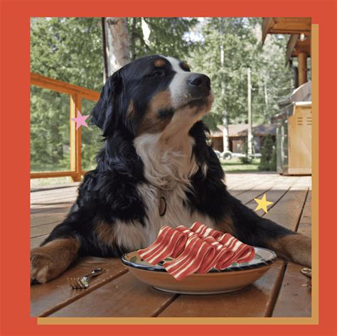 Why Can’t Dogs Eat Pork? (Safety Guide)