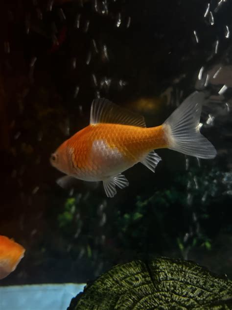 Male Vs Female Goldfish