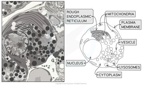 Microscopic Cell Structure 的图像结果