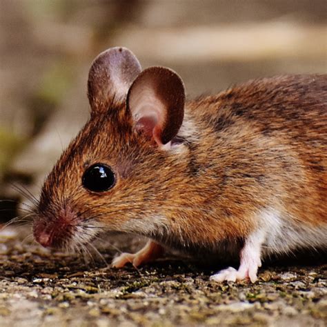 Image result for Mouse Left-Click Not Working Properly