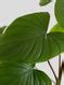 Homalomena Maggy (Large) – Greenkin