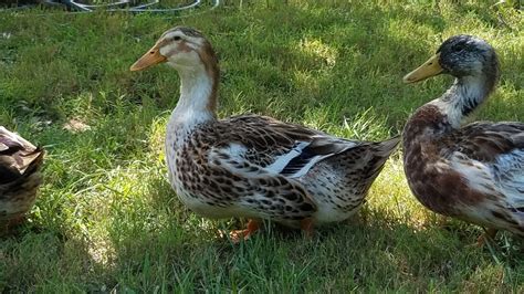 Silver Appleyard Ducks