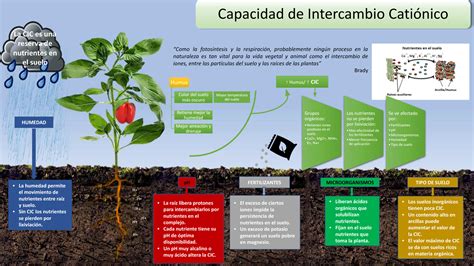 Los nutrientes del suelo y la Capacidad de Intercambio Catiónico (CIC)