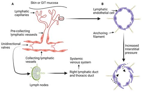 Retroperitoneal Lymph Nodes Anatomy