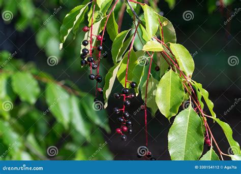 Prunus Serotina, Wild Black Cherry Berries Closeup Selective Focus ...