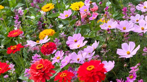 Annuals Plants List