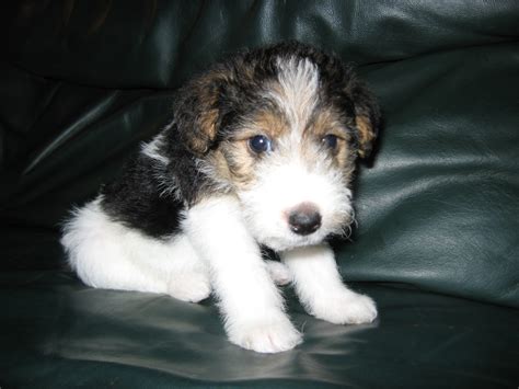 Wire Haired Fox Terrier