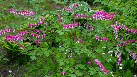 Bleeding Heart Flowers: Planting, Growing, and Caring for Bleeding Hearts