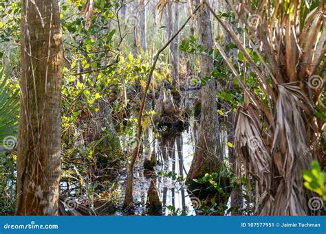 Swamps of Florida stock image. Image of floating, arrowhead - 107577951