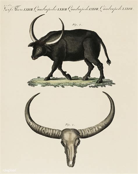 Bilderbuch fur Kinder by Georg Melchior Kraus - Long Horned Buffalo ...