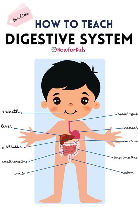 Digestive Process for Kids 的图像结果