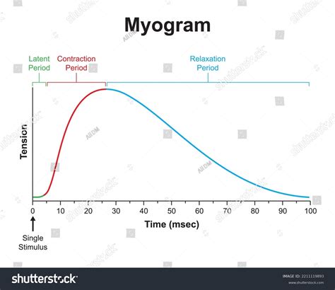 Scientific Designing Myogram Single Muscle Contraction Stock Vector (Royalty Free) 2211119893 ...