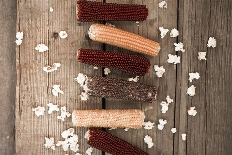 Popcorn on the Cob | Uncrate