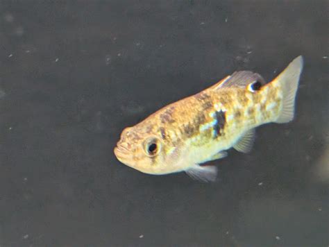 Florida Flag Fish Jordanella floridae – The Fish Barn