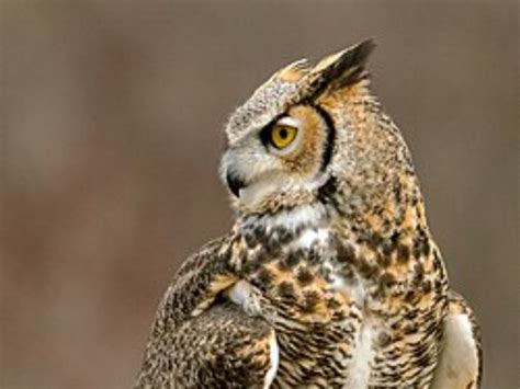 This bird eats snakes Deadly Hunters of Snakes These Birds Strike in ...