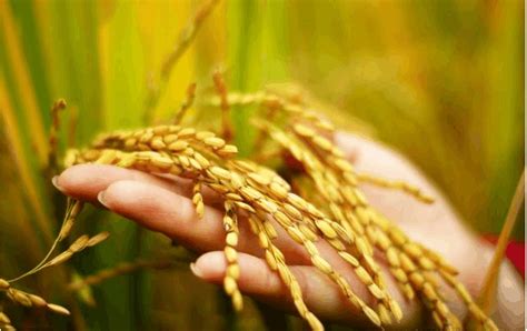 什么是三系杂交稻？杂交水稻三系法的培育原理 - 农业百科