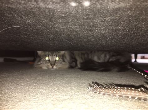 Image result for Cat Behavior Problems