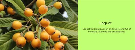 Loquat – Health Benefits, Uses and Important Facts - PotsandPans India