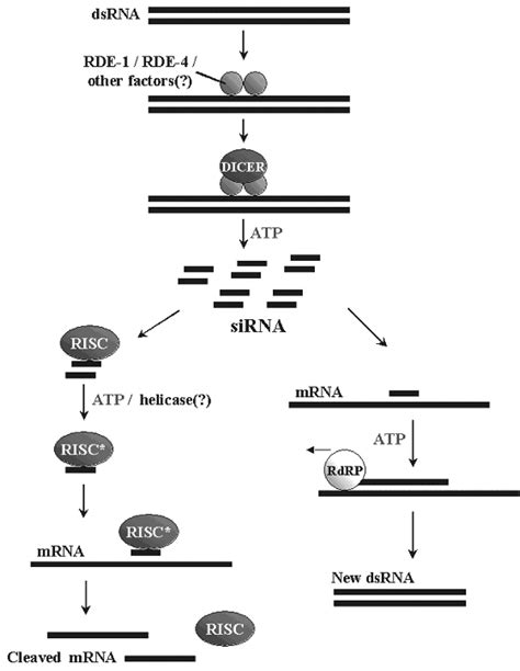RNA Interference Diagram 的图像结果