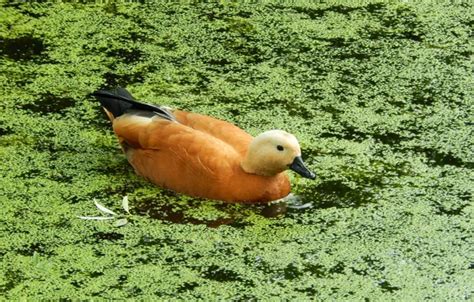 Wallpaper autumn, lake, pond, widescreen, Wallpaper, wallpaper ...