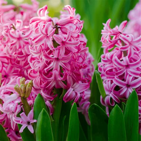 Hyacinth Flower Meaning, Spiritual Symbolism, Color Meaning & More ...