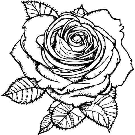 Image result for Rose Code Using HTML and CSS